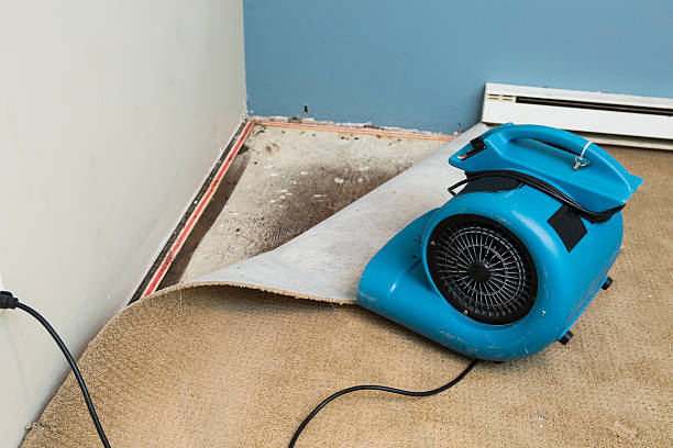 Best Flood restoration services  in Lake Belvedere Estates, FL